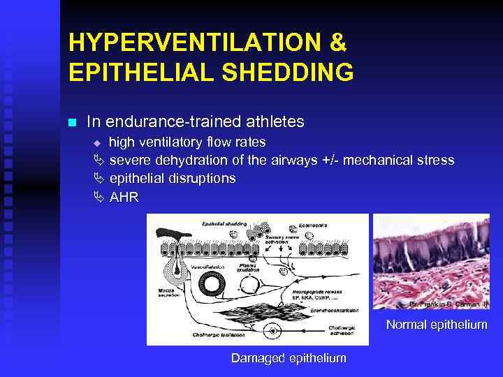 HYPERVENTILATION & EPITHELIAL SHEDDING n In endurance-trained athletes high ventilatory flow rates severe dehydration