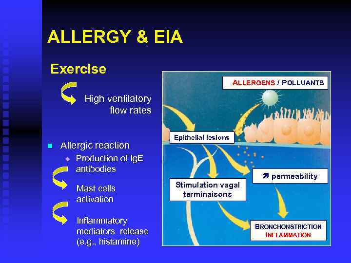 ALLERGY & EIA Exercise ALLERGENS / POLLUANTS High ventilatory flow rates n Allergic reaction