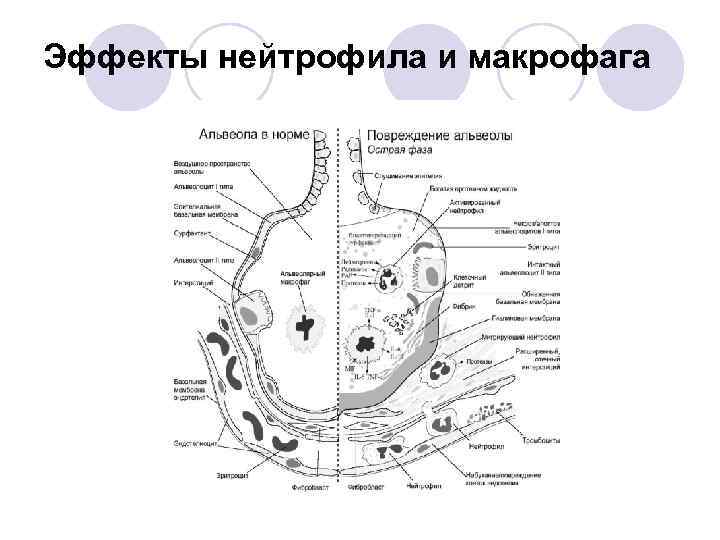 Эффекты нейтрофила и макрофага 