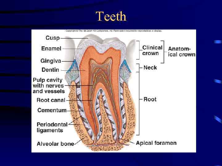 Teeth 