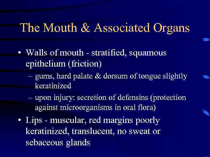 The Mouth & Associated Organs • Walls of mouth - stratified, squamous epithelium (friction)