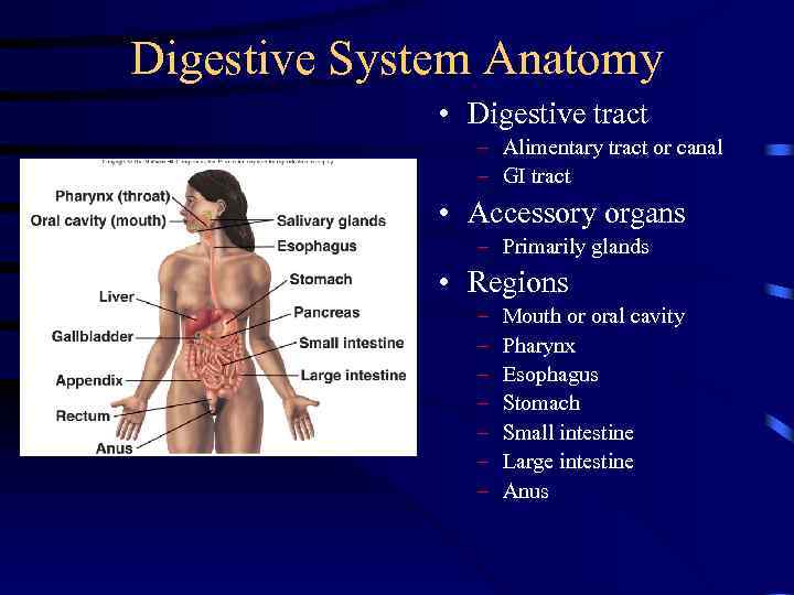 Digestive System Anatomy • Digestive tract – Alimentary tract or canal – GI tract