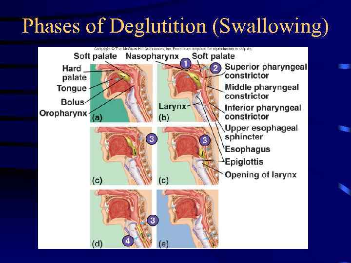 Phases of Deglutition (Swallowing) 