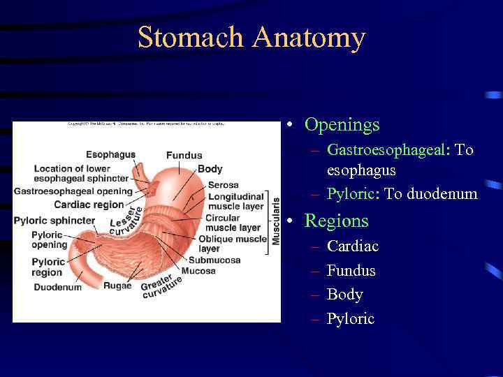 Stomach Anatomy • Openings – Gastroesophageal: To esophagus – Pyloric: To duodenum • Regions