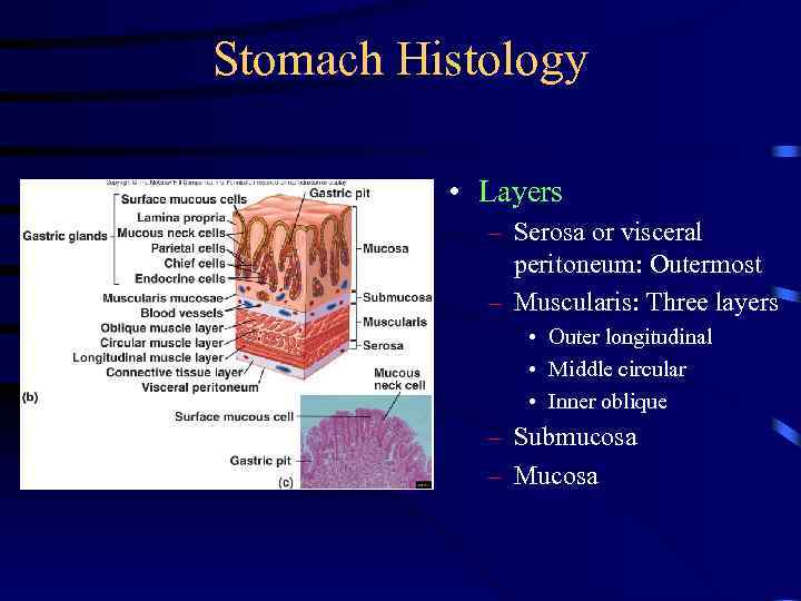 Stomach Histology • Layers – Serosa or visceral peritoneum: Outermost – Muscularis: Three layers