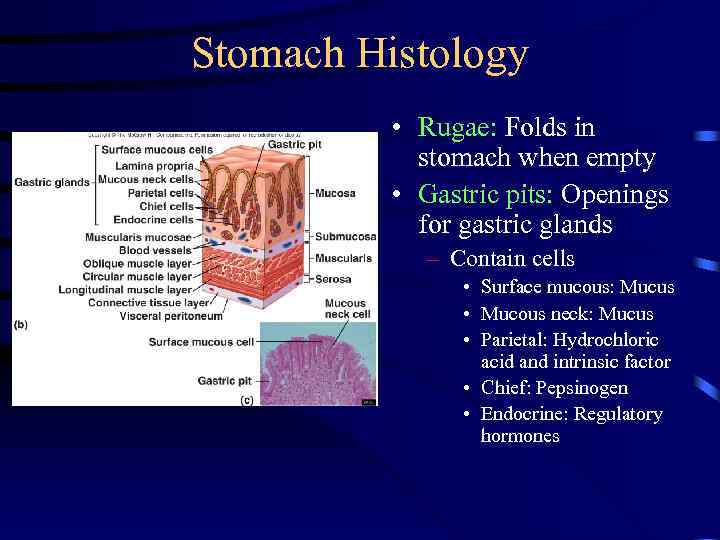 Stomach Histology • Rugae: Folds in stomach when empty • Gastric pits: Openings for