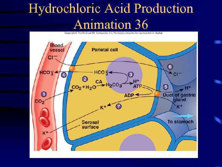 Hydrochloric Acid Production Animation 36 