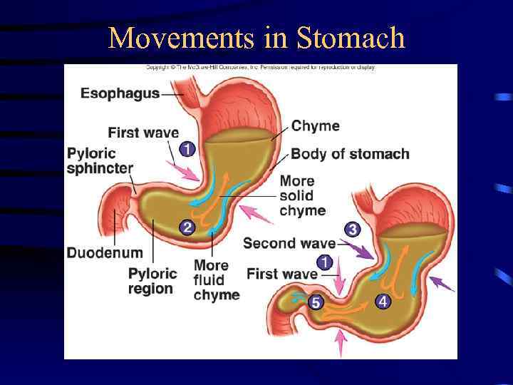 Movements in Stomach 