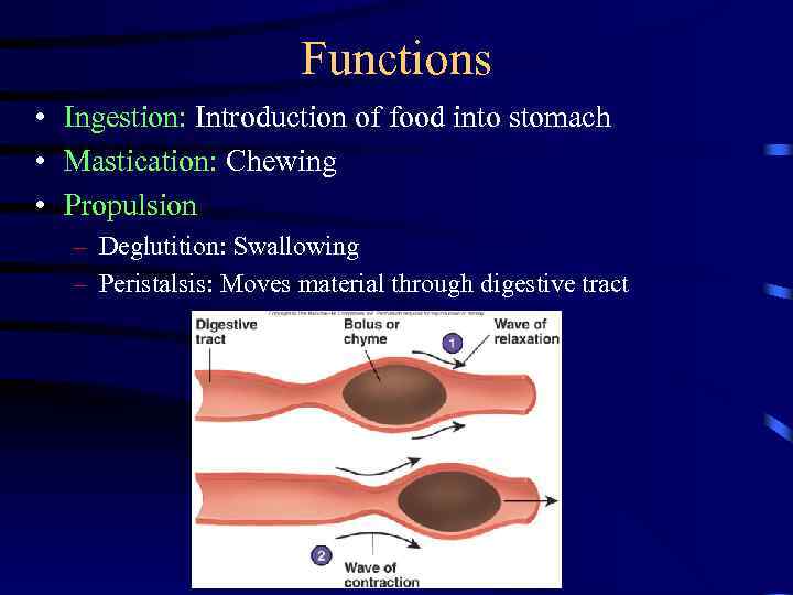 Functions • Ingestion: Introduction of food into stomach • Mastication: Chewing • Propulsion –