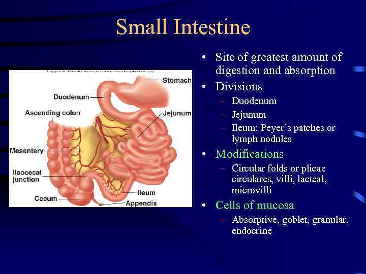 Small Intestine • Site of greatest amount of digestion and absorption • Divisions –