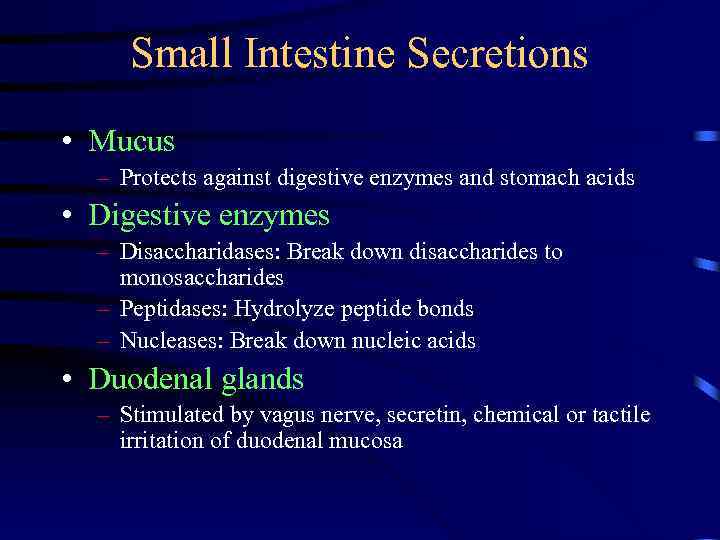 Small Intestine Secretions • Mucus – Protects against digestive enzymes and stomach acids •