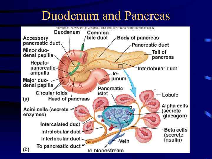 Duodenum and Pancreas 