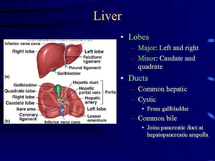 Liver • Lobes – Major: Left and right – Minor: Caudate and quadrate •