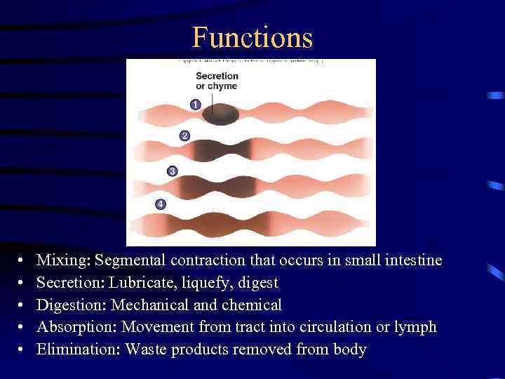 Functions • • • Mixing: Segmental contraction that occurs in small intestine Secretion: Lubricate,