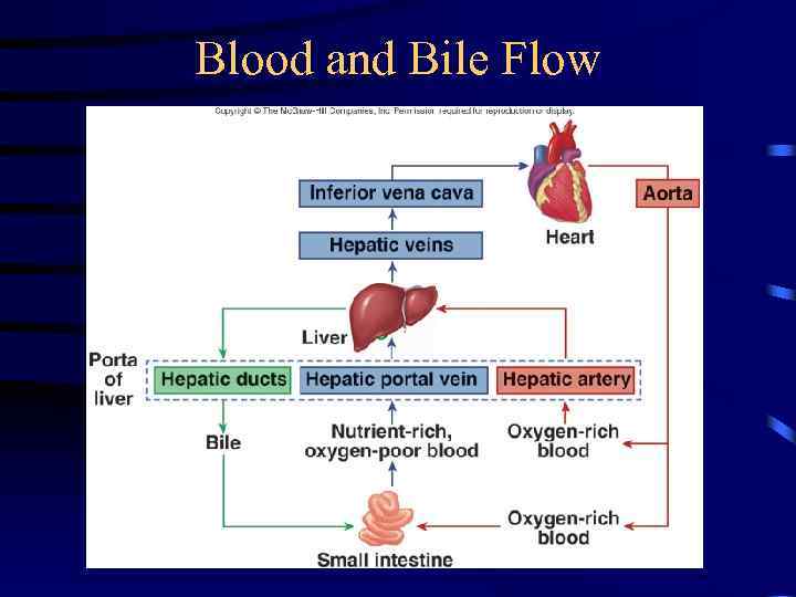 Blood and Bile Flow 