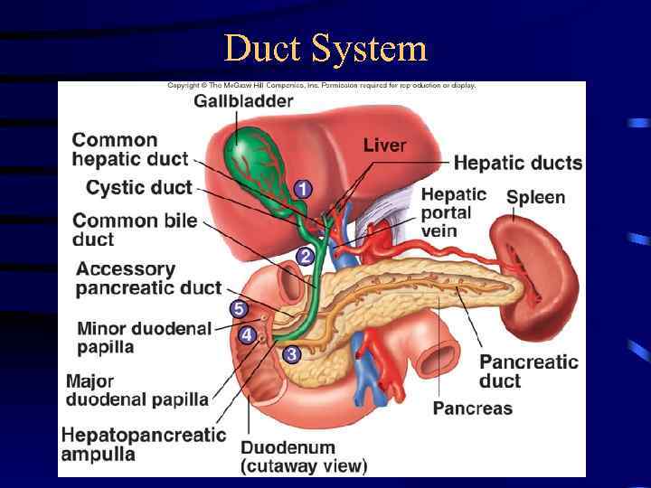 Duct System 