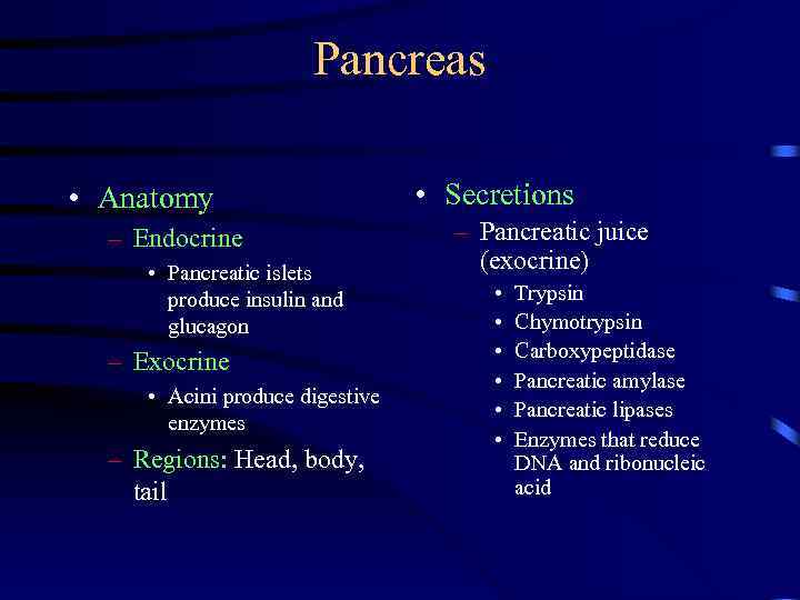 Pancreas • Anatomy – Endocrine • Pancreatic islets produce insulin and glucagon – Exocrine