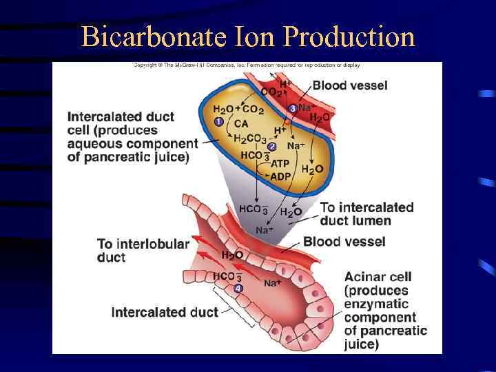 Bicarbonate Ion Production 