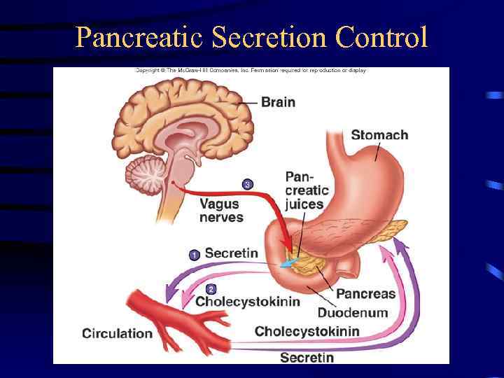 Pancreatic Secretion Control 