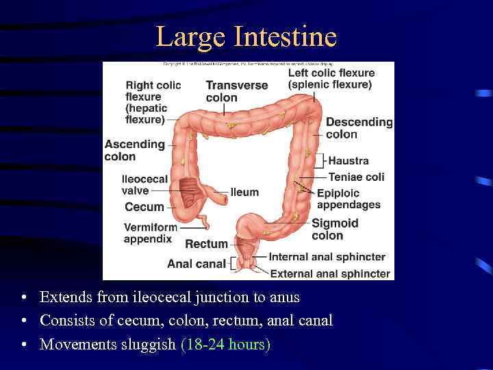 Large Intestine • Extends from ileocecal junction to anus • Consists of cecum, colon,