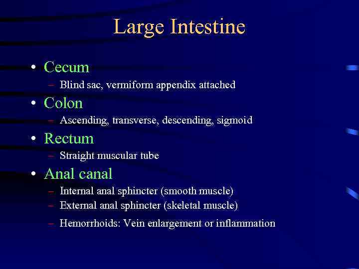 Large Intestine • Cecum – Blind sac, vermiform appendix attached • Colon – Ascending,