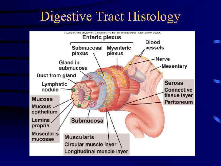 Digestive Tract Histology 