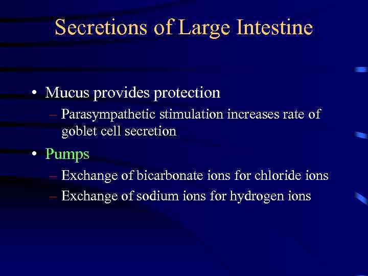 Secretions of Large Intestine • Mucus provides protection – Parasympathetic stimulation increases rate of