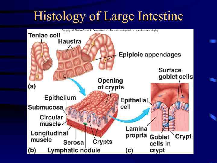 Histology of Large Intestine 