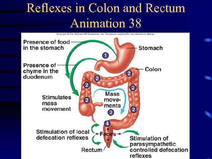 Reflexes in Colon and Rectum Animation 38 