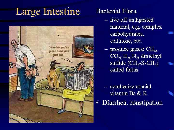 Large Intestine Bacterial Flora – live off undigested material, e. g. complex carbohydrates, cellulose,