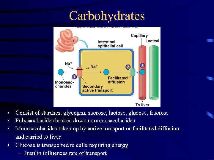 Carbohydrates • Consist of starches, glycogen, sucrose, lactose, glucose, fructose • Polysaccharides broken down