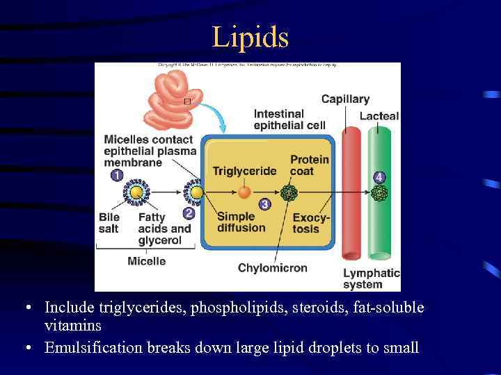 Lipids • Include triglycerides, phospholipids, steroids, fat-soluble vitamins • Emulsification breaks down large lipid