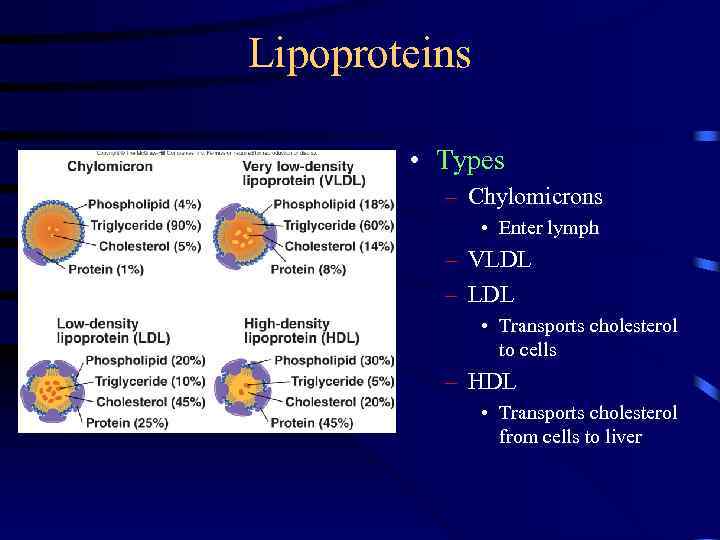 Lipoproteins • Types – Chylomicrons • Enter lymph – VLDL – LDL • Transports