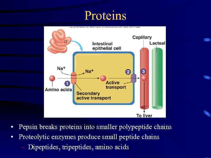 Proteins • Pepsin breaks proteins into smaller polypeptide chains • Proteolytic enzymes produce small