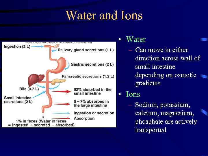 Water and Ions • Water – Can move in either direction across wall of