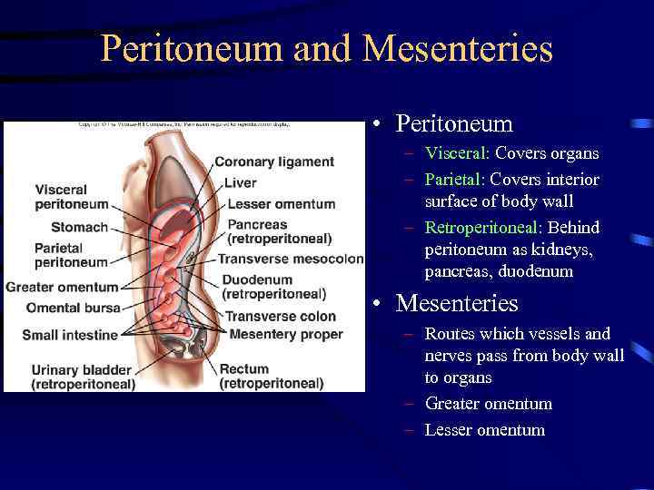 Peritoneum and Mesenteries • Peritoneum – Visceral: Covers organs – Parietal: Covers interior surface