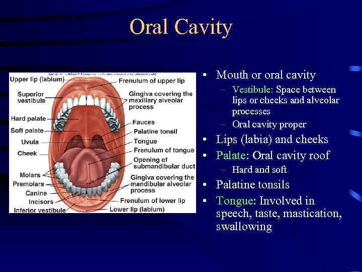 Oral Cavity • Mouth or oral cavity – Vestibule: Space between lips or cheeks