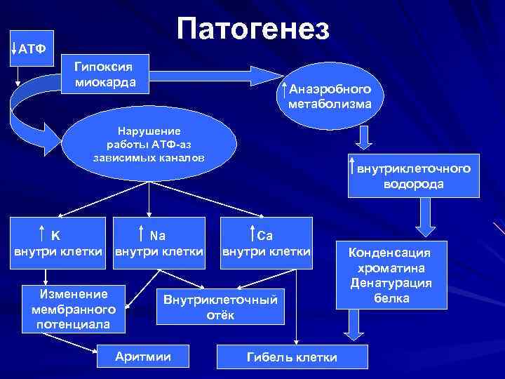Патогенез АТФ Гипоксия миокарда Анаэробного метаболизма Нарушение работы АТФ-аз зависимых каналов K Na внутри