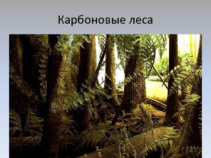 Карбоновые леса 