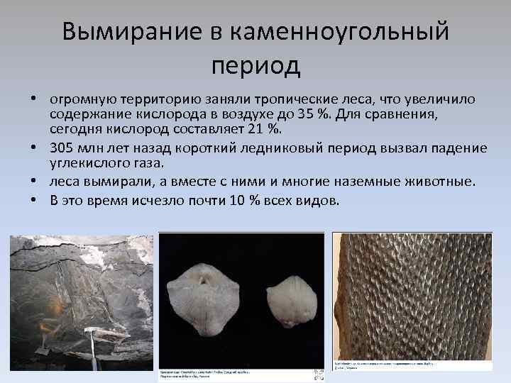 Вымирание в каменноугольный период • огромную территорию заняли тропические леса, что увеличило содержание кислорода