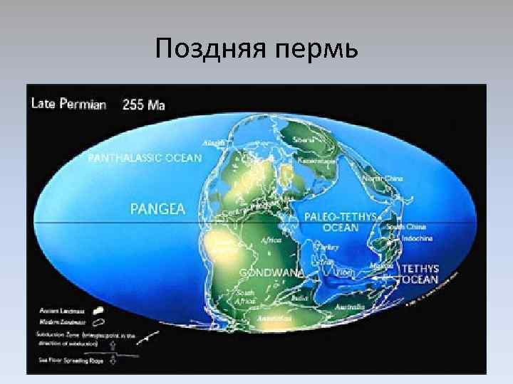 Поздняя пермь 