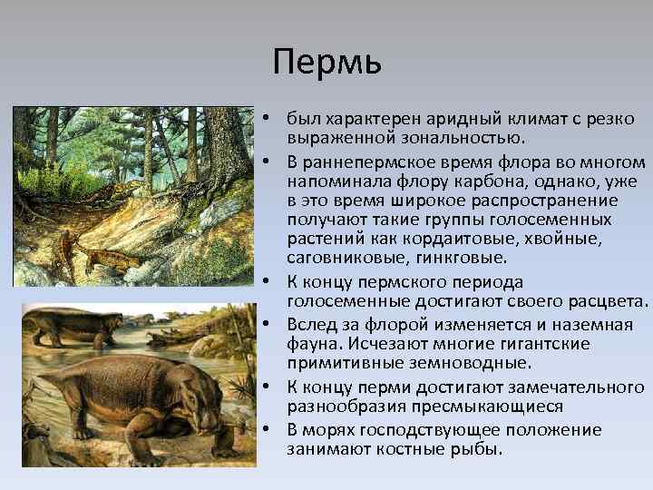 Пермь • был характерен аридный климат с резко выраженной зональностью. • В раннепермское время