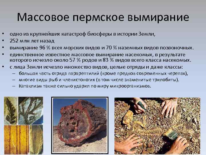 Массовое пермское вымирание одно из крупнейших катастроф биосферы в истории Земли, 252 млн лет