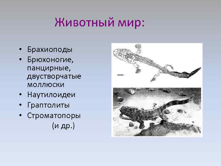 Животный мир: • Брахиоподы • Брюхоногие, панцирные, двустворчатые моллюски • Наутилоидеи • Граптолиты •