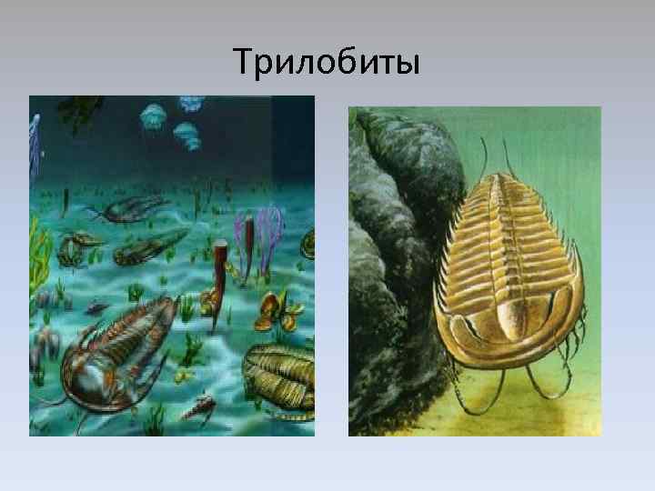 Трилобиты 