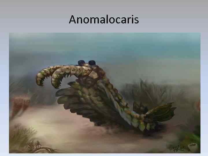 Anomalocaris 