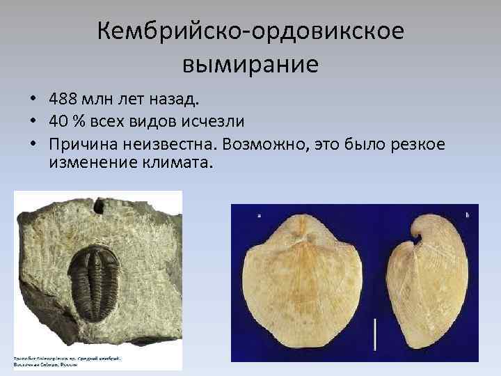 Кембрийско-ордовикское вымирание • 488 млн лет назад. • 40 % всех видов исчезли •