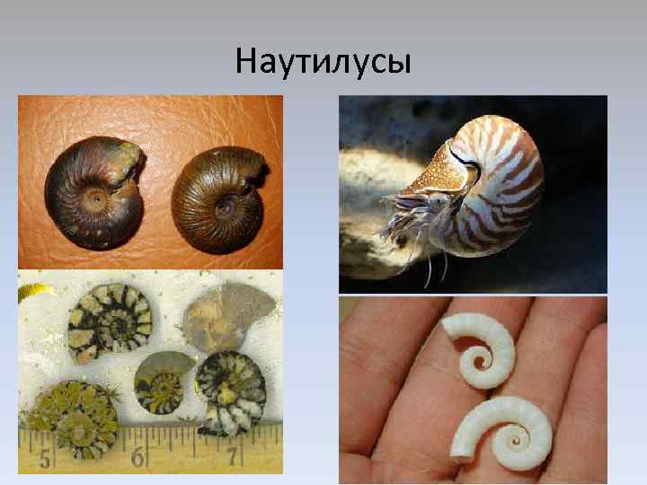 Наутилусы 