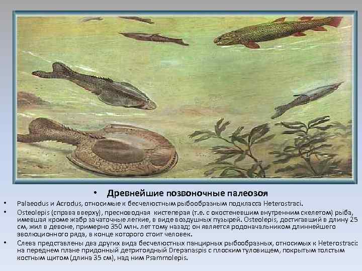  • • Древнейшие позвоночные палеозоя Palaeodus и Acrodus, относимые к бесчелюстным рыбообразным подкласса