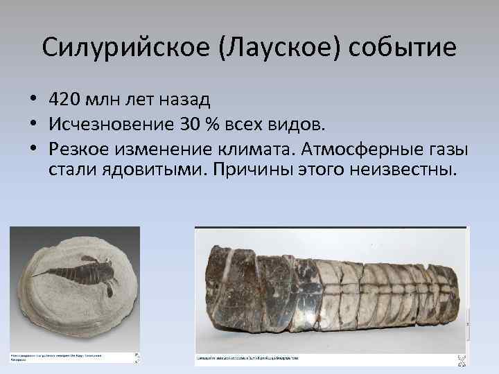 Силурийское (Лауское) событие • 420 млн лет назад • Исчезновение 30 % всех видов.